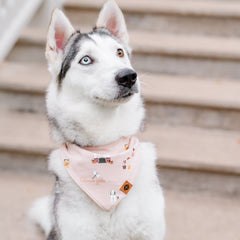 Dog Bandana in Gilmore Girls
